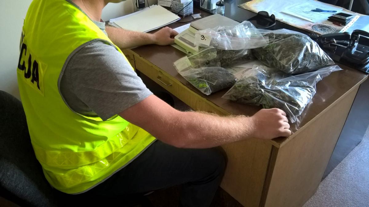 PILNE: Policjanci zlikwidowali plantację konopi w gminie Pruszcz [ZDJĘCIA]
