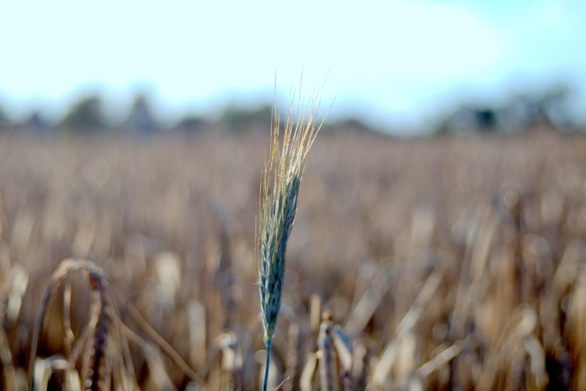 Dragacz, Drzycim, Lniano. Zobacz jak tam będą obchodzone dożynki [ZAPOWIEDŹ]