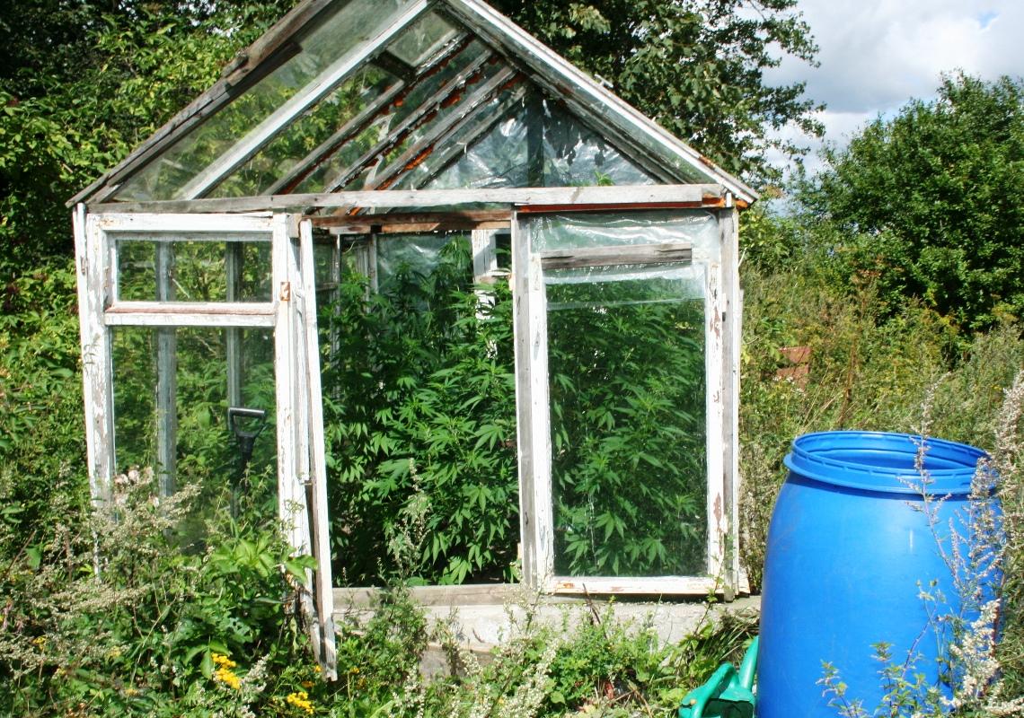 Kolejna plantacja konopi zlikwidowana. W gminie Pruszcz 22-latek miał 9 krzewów [ZDJĘCIA]