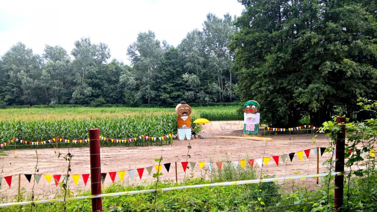 Wyjątkowa atrakcja w gminie Pruszcz. Właśnie wystartował labirynt na polu kukurydzy