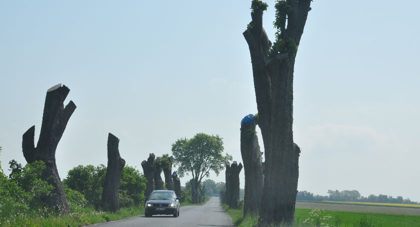 Pozostałości drzew wyglądają strasznie, ale stoją tak od miesięcy. Drogowcy wzruszają ramionami i odpowiadają, że tak na razie zostanie