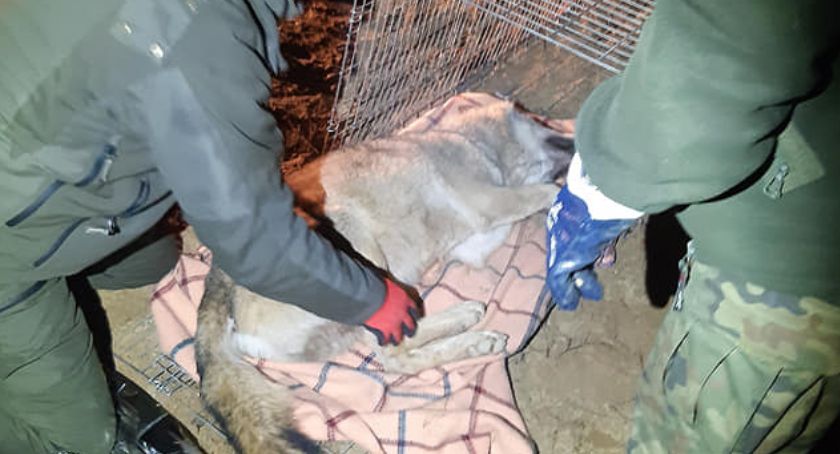 Potrąconego wilka ratowali leśnicy z Nadleśnictwa Dąbrowa. Akcja trwała siedem godzin [ZDJĘCIA]