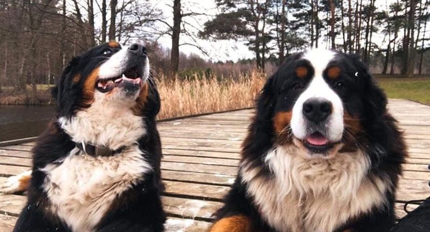 Luna, Nikoś i Miko poszukiwane. Może ktoś je widział