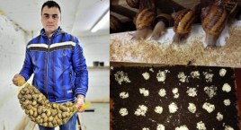 Marcin Łabuz hoduje ślimaki jadalne. Opowiada jakie &hellip;