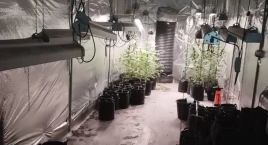 Nielegalna plantacja konopi zlikwidowana. 51-latek u…