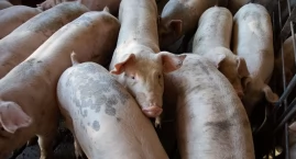 Drugie ognisko ASF u świń w tym roku. Zaraza uderzył&hellip;