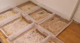 Ogromna ilość narkotyków w powiecie świeckim. Są zarzuty