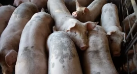 Kolejne ognisko ASF w powiecie świeckim. Jakie miejs&hellip;