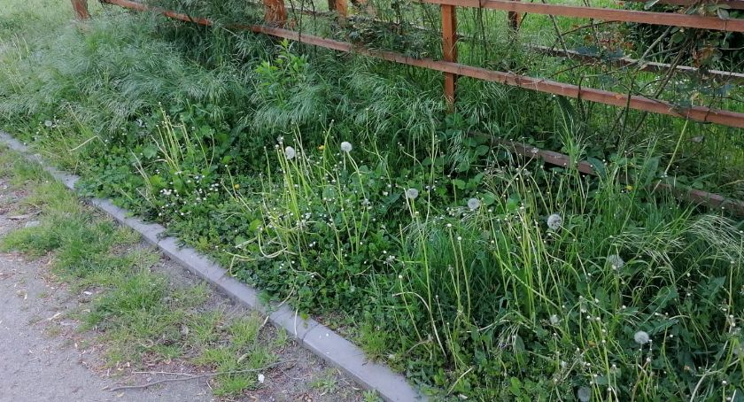 Chaszcze mają za nic koronawirusa
