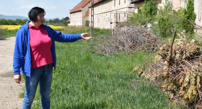 Krowy przeszkadzają, nawet jak idą po drodze! 