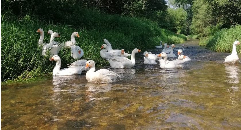Zdrowa żywność z ekologicznego gospodarstwa
