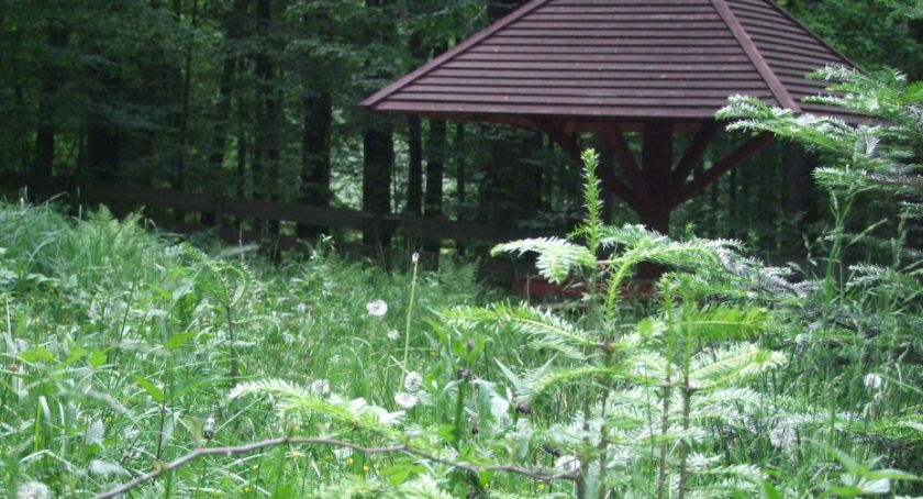 Zarośnięte arboretum 