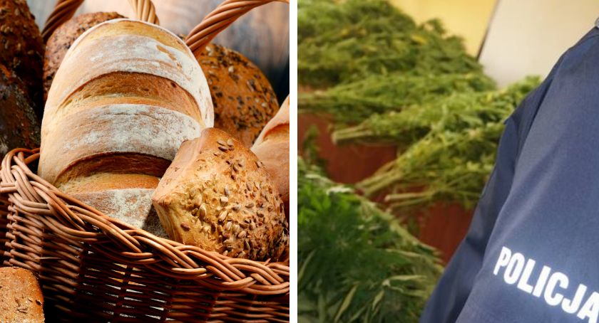 Nyscy piekarze oskarżeni o produkcję narkotyków