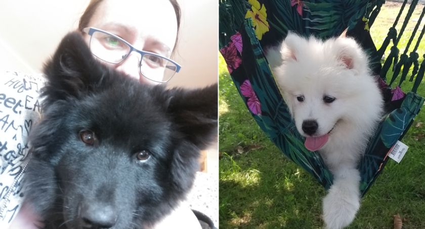 O psie, który przyjechał z Norwegii. Jak rzadki lapphund trafił do Nysy?