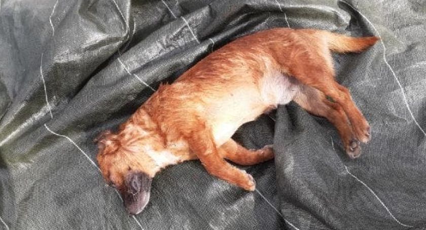 Właściciel szuka sprawcy