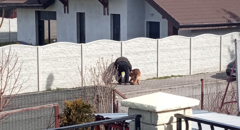 Dziwne zachowanie właściciela psa 