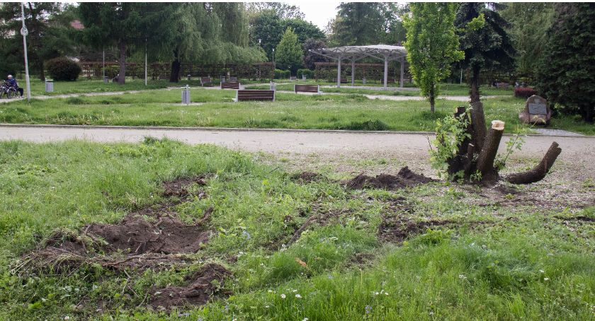 Plac Paderewskiego. Zieleń wymieniono na droższą zieleń