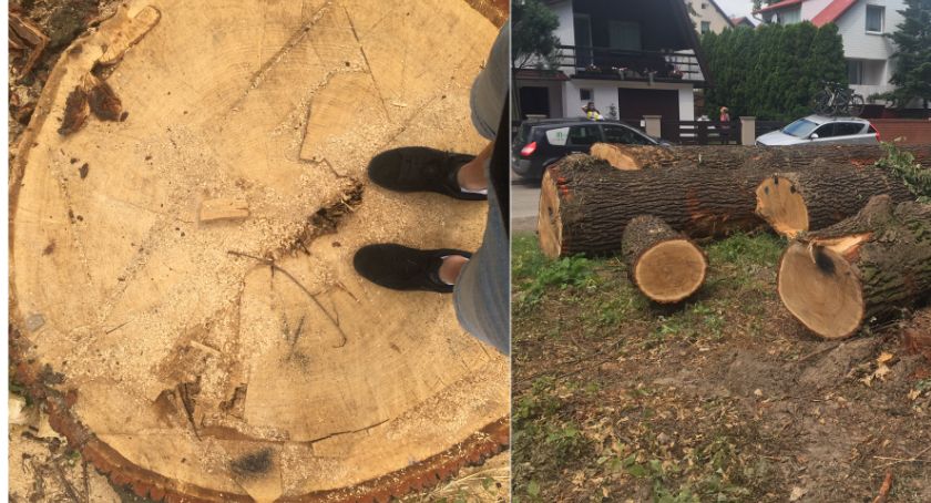 Burmistrz wyraził zgodę na wycinkę dębów. Dlaczego?