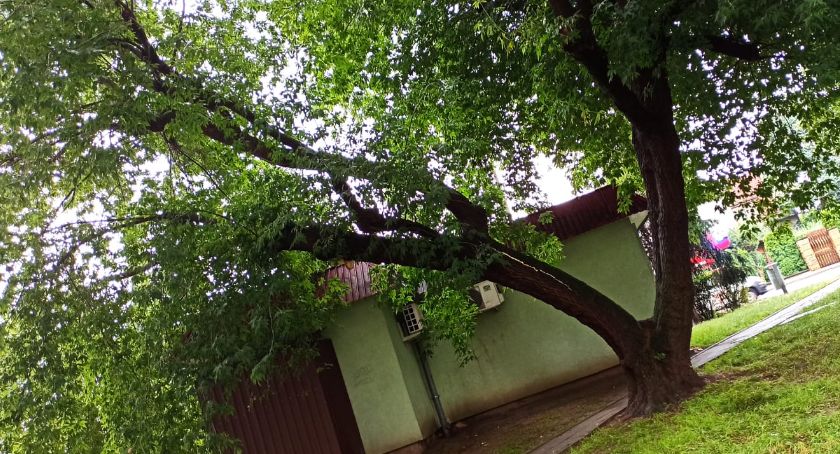 Piorun uderzył w drzewo na Prusa
