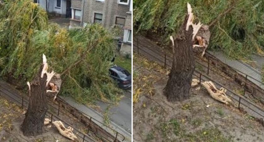 Uwaga na silny wiatr! Złamane drzewa, nieprzejezdne drogi 