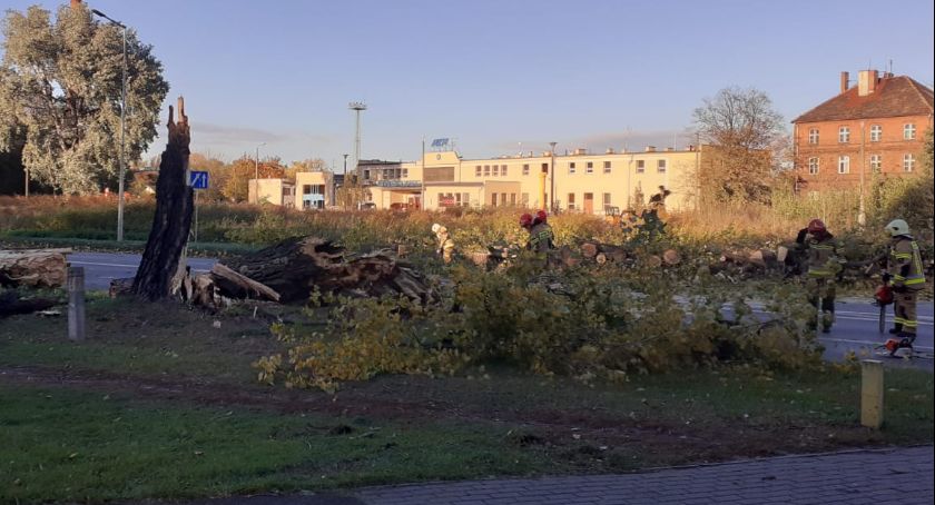 Ulica Asnyka przejezdna. Spadło na nią drzewo 