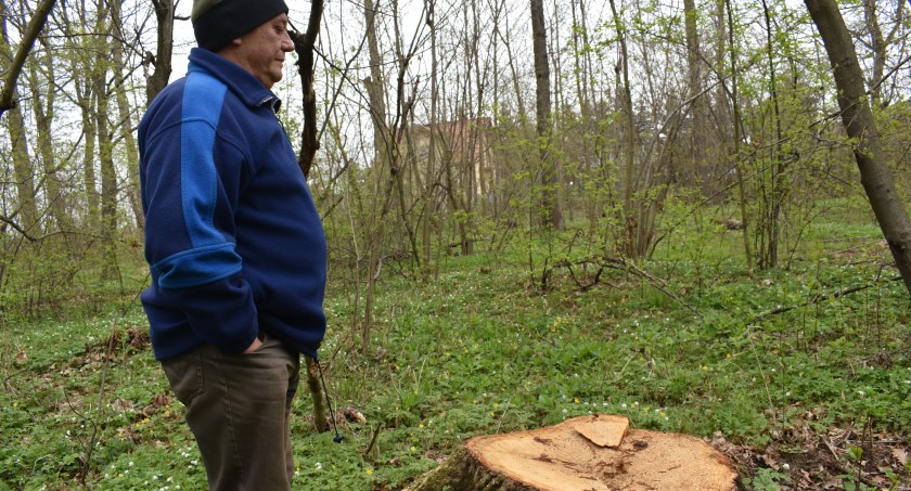 Dęby warte kilka tysięcy oddali za posprzątanie terenu