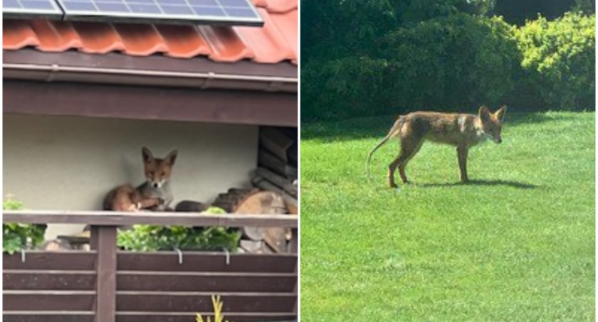 Lis na osiedlu. Mieszkańcy bali się o dzieci 