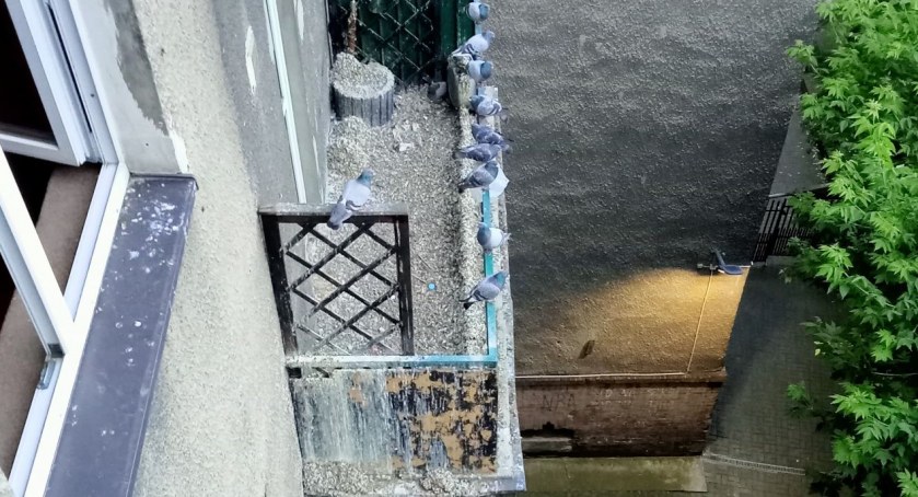 Gołębie brudzą, hałasują i nie dają spać