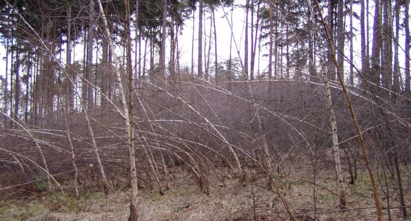 Tragiczny finał grzybobrania  