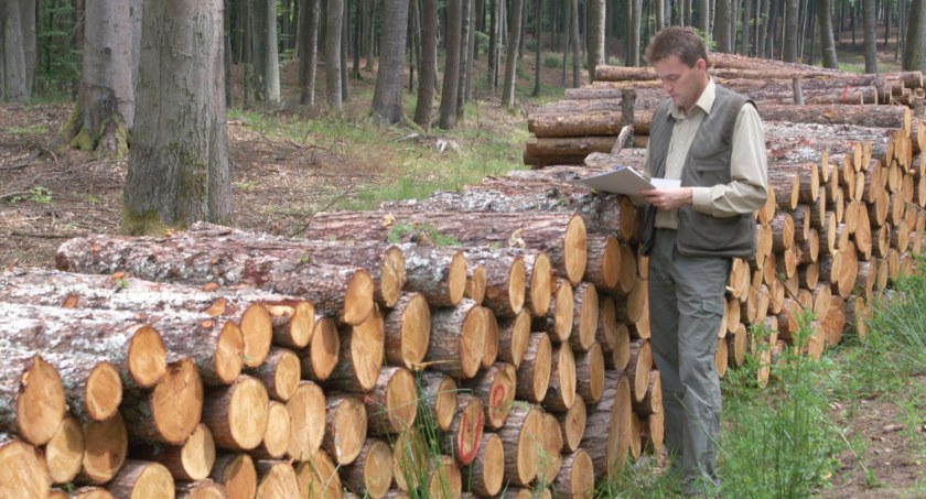 Drewno ma 30 tys. zastosowań