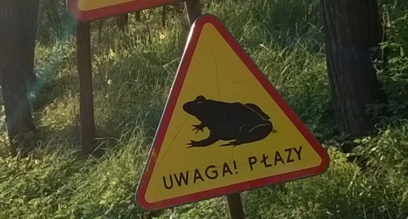 (Drogo)cenne płazy w Głuchołazach 
