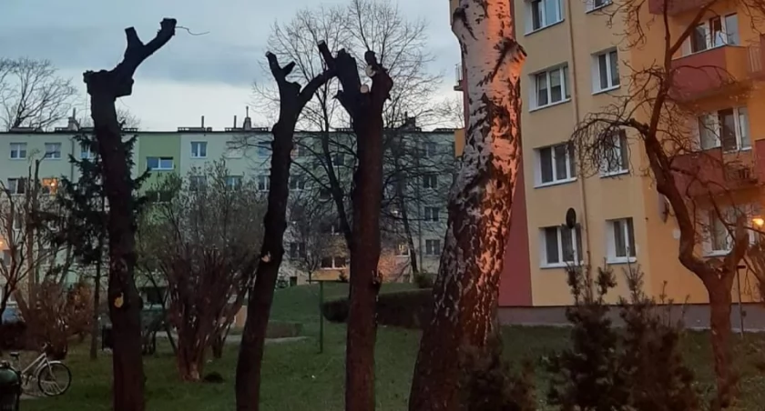 Zostały kikuty!