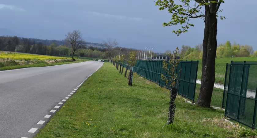 Aleja (już nie tylko) magnoliowa