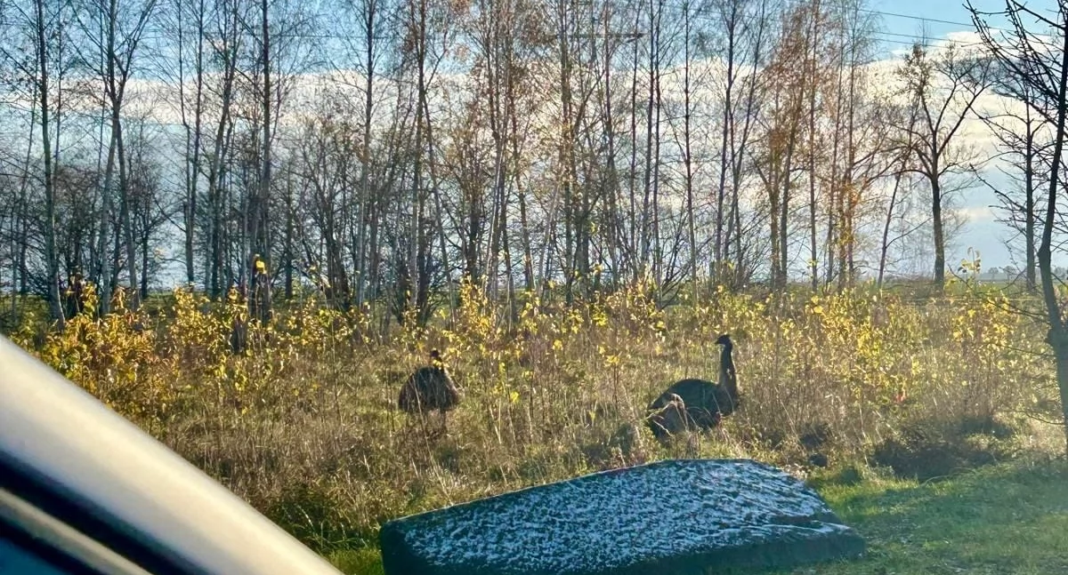 Strusie na gigancie i właścicielka bez prawa jazdy. Nietypowa interwencja policji