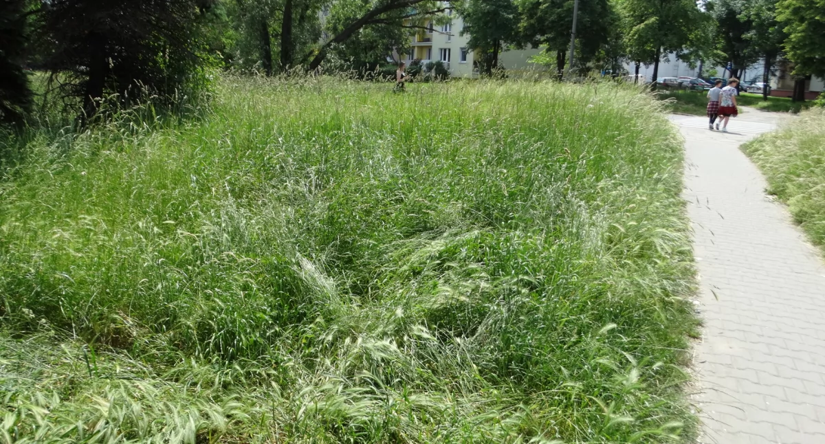 Niebezpieczne trawy. Utrudniają widoczność na  drogach 