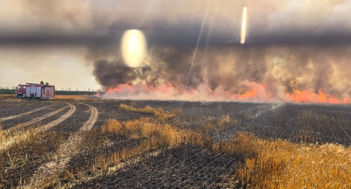 Ogień strawił 60 hektarów zboża