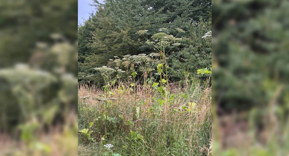 Niebezpieczna roślina przy domach!