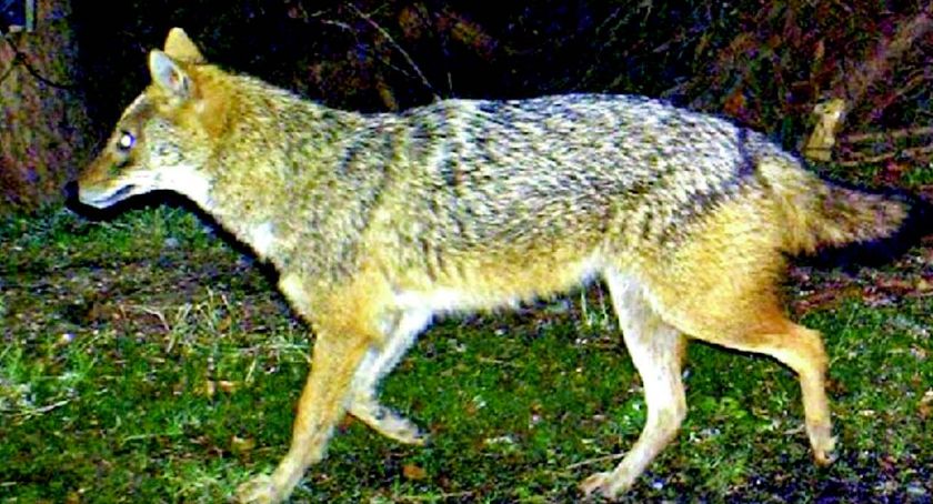 Wilki w naszych lasach