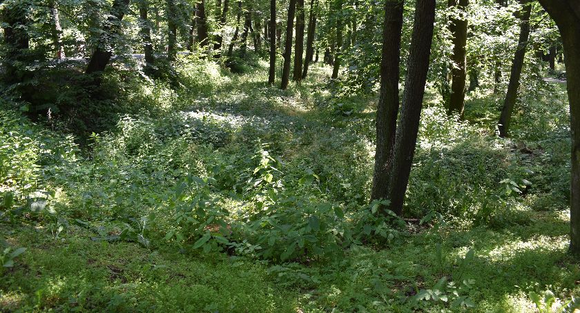 Park miejski niczym dżungla, plac Paderewskiego jak las 