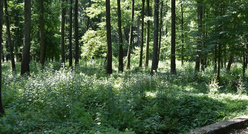 Park zamieni się w las
