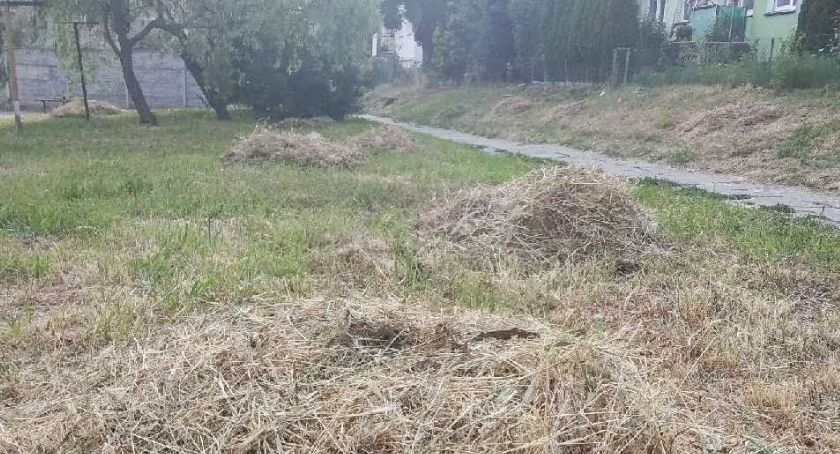W kopcach grasują myszy