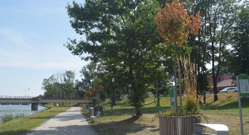 Uschnięte drzewa, wypłowiałe bulwary