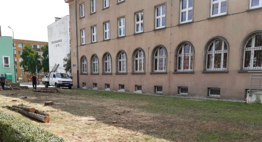 Burmistrz nie chce drzew?