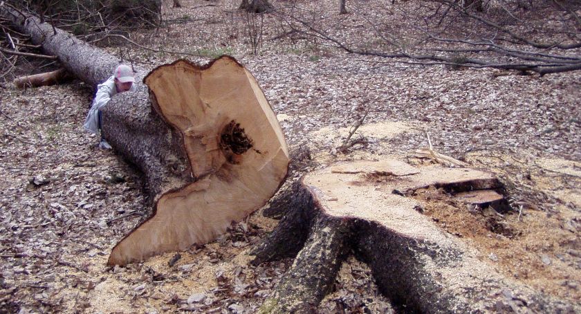 Park miejski w Nysie: Wytną pół tysiąca drzew