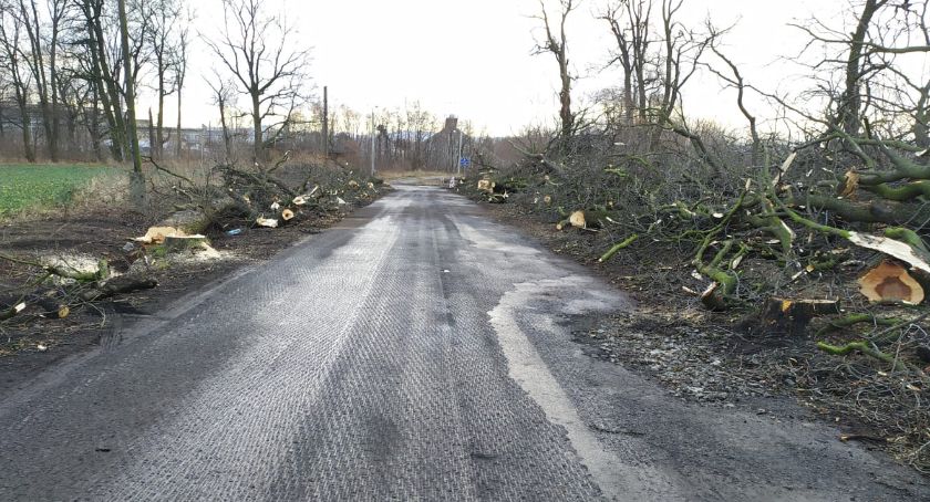 Powiat wycina 170 drzew. Mieszkańcy biją na alarm! [FOTO]