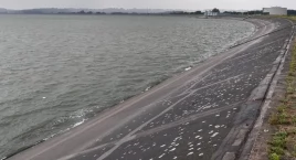 Woda w jeziorze nyskim nieprzydatna do kąpieli przez sinice