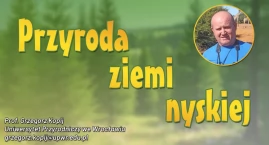 Przyroda ziemi nyskiej: Ultra rzadkość: mewa romańska