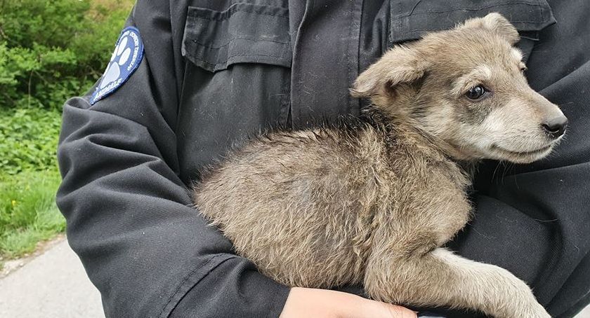 Dramatyczna interwencja. Uratowali 28 głodnych i zaniedbanych psów