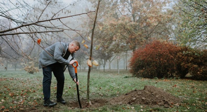 Kolejne „Drzewa Młodych Płocczan” zostaną posadzone w Płocku. Ratusz czeka na zgłoszenia