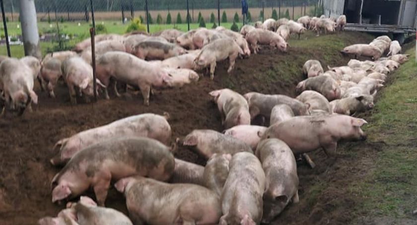 Świnki na wolności, a ciężarówka w rowie. Nietypowa akcja strażaków